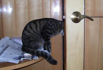 半夜猫总是敲门怎么办