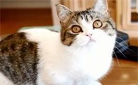 适合猫咪的食物禁忌