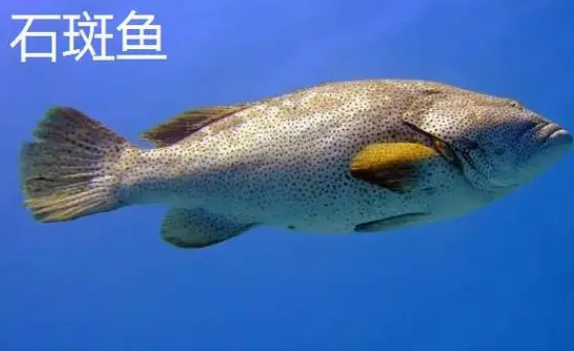 石斑鱼跟鲈鱼的区别?