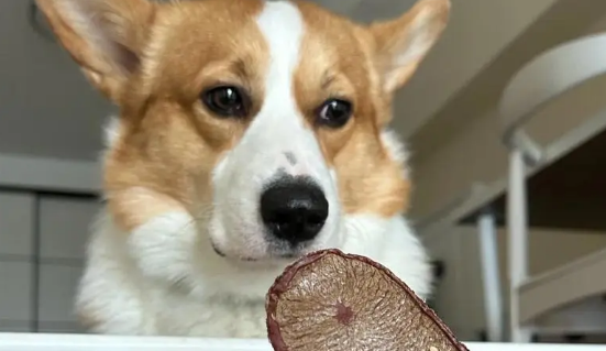 威尔斯柯基犬 挑选饲养要点 威尔斯柯基犬 挑选饲养要点