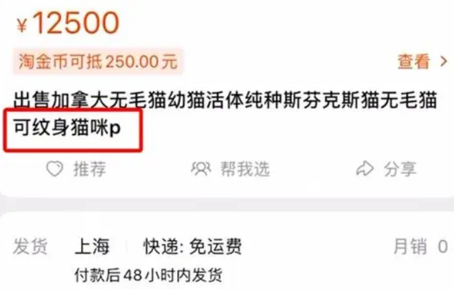 无毛猫被前主人纹身打耳环，纹身师：纹全身3万