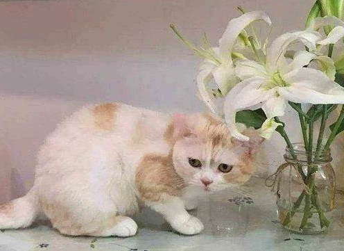 百合对猫有毒吗