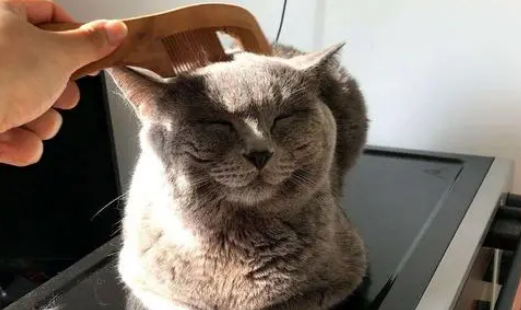 猫咪掉毛的危害