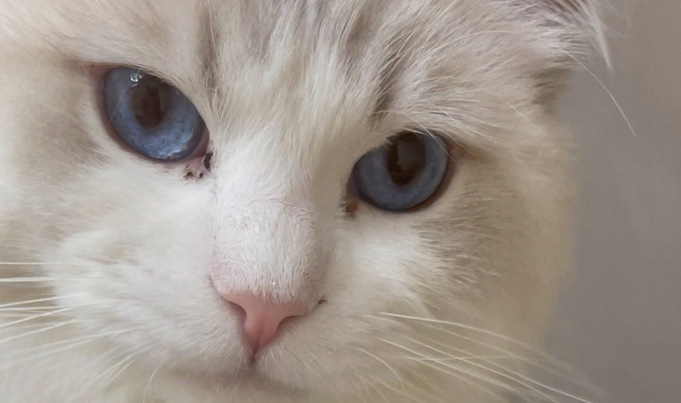 宠物猫驱虫多少钱一次