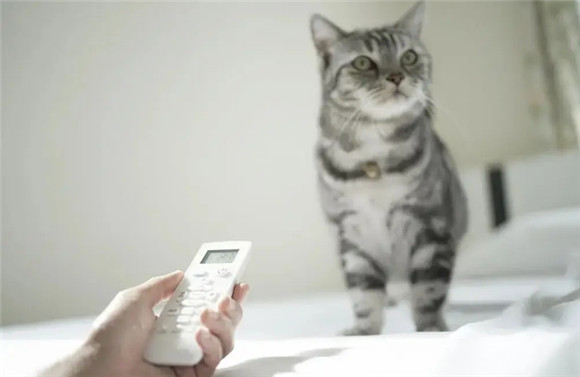 猫适合在多少的温度下活动 猫适合在多少的温度下活动