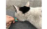 宠物猫丢了找回来的巧方法