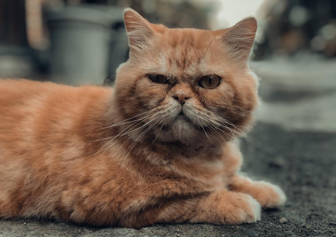 被猫抓伤有多少几率得狂犬病