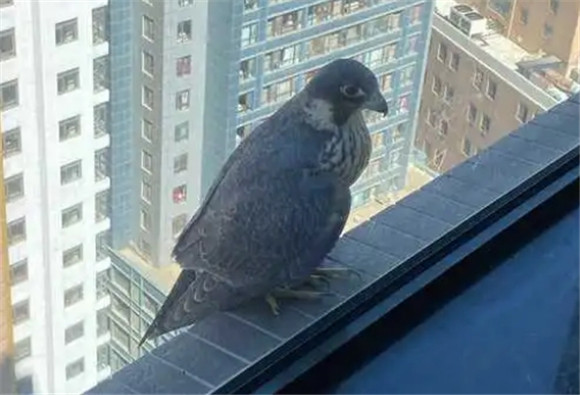 老鹰撞窗户是什么预兆