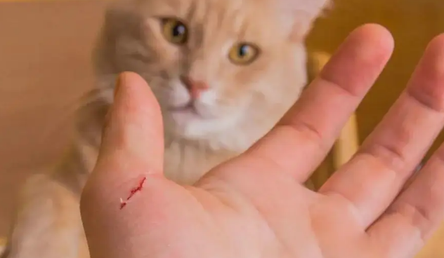 被宠物猫抓破皮了怎么办