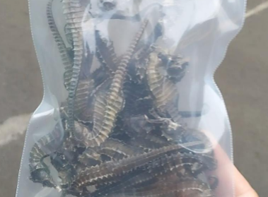 多少钱一斤海马