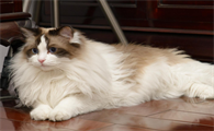 宠物猫可以带上高铁吗