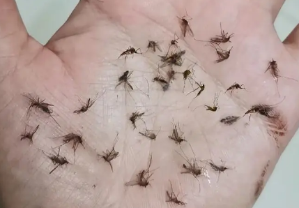 家里好多蚊子怎样灭