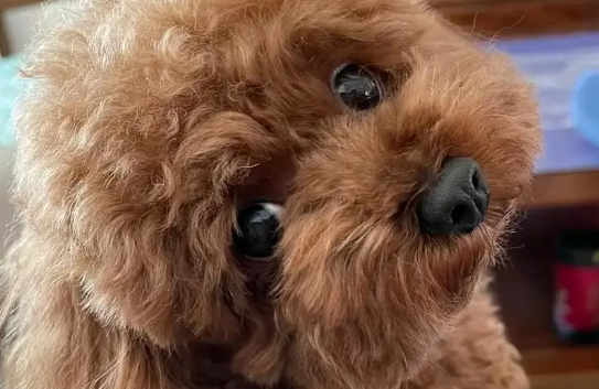 有这5个特征的泰迪犬，要比其他的狗狗更健康长寿！