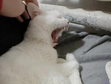 被猫抓了会怎么样