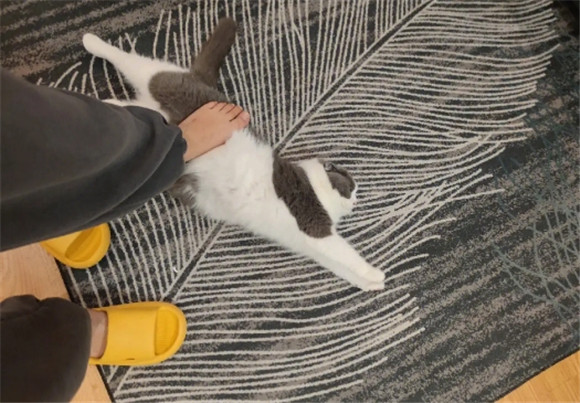 踩了猫一脚有事吗