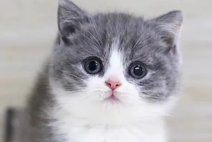 宠物猫绝育一般多少钱