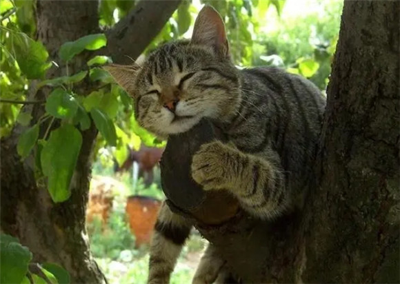 不养的猫咪可以送去哪里