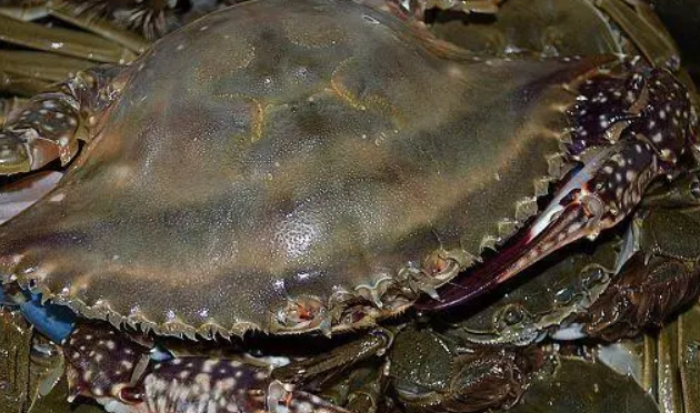 海螃蟹怎么做好吃 海螃蟹怎么做好吃