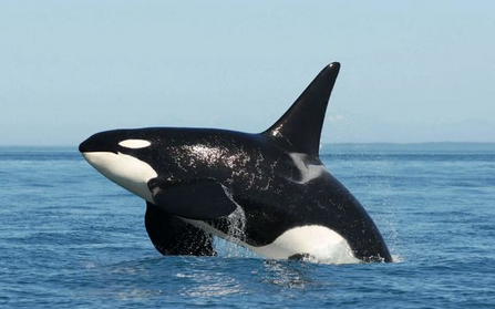 鲸鱼的赫兹是多少