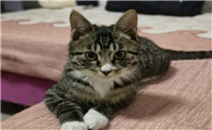 四个月小猫几斤正常