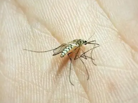 草丛蚊子用什么消灭