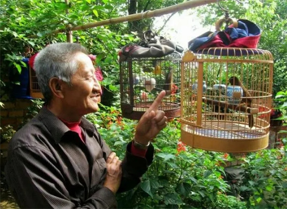 老人养什么鸟好 老人养什么鸟好