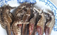 海马一斤多少钱