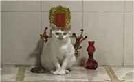 潮汕名猫三十六局