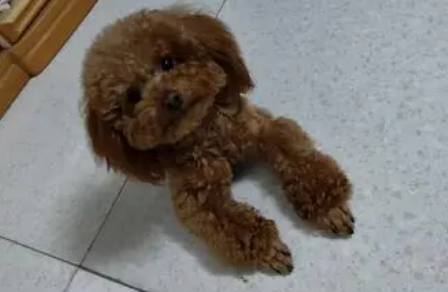 揭秘泰迪的21个独特魅力，你中了几招？