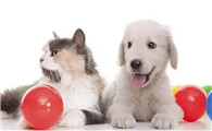 肠胃宝犬猫益生菌