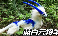 云羚羊动物真的存在吗