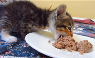 猫饭自制营养比例表