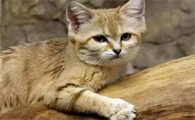 白猫为什么是猫的最底层