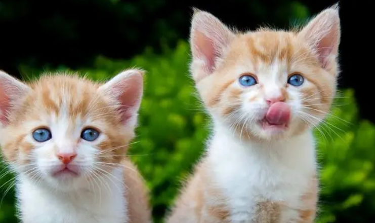猫咪能吃的食物