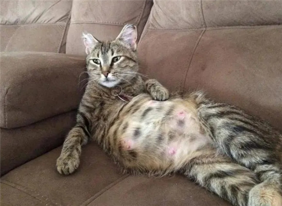猫咪要生产前一天的状态