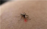 什么牌子蚊子止痒药最好是