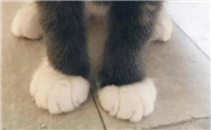 白色爪子的猫不吉利吗