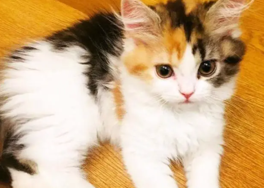 为何“三花猫”受欢迎？原因很简单