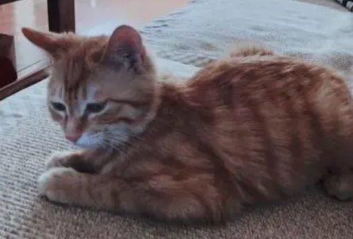 4个月的猫6斤正常吗 4个月的猫6斤正常吗