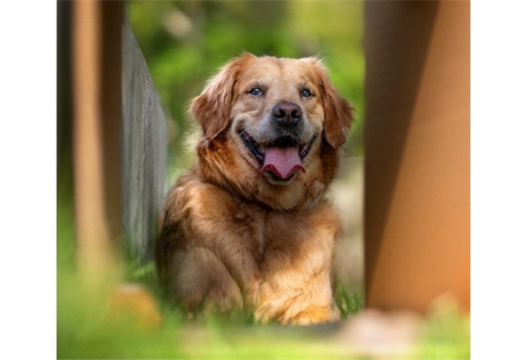 守护家园的十大忠诚护卫犬种