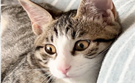 白爪猫为什么不好