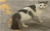 别墅猫更容易失踪
