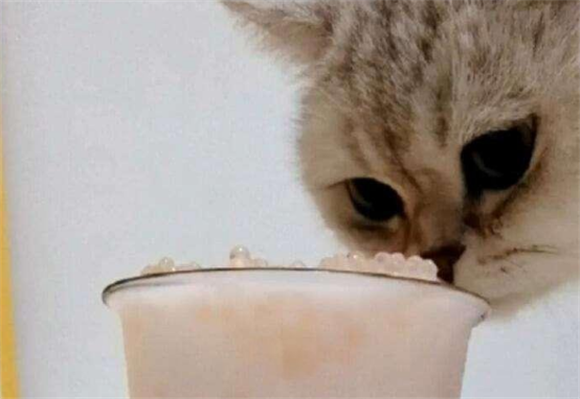 猫咪可以吃西米露吗