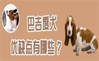 巴吉度犬优缺点有哪些