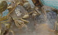 河蟹牛奶病用什么药