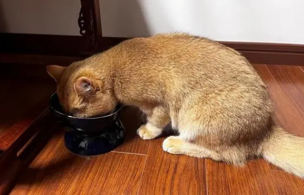 猫咪自制猫饭配方大全