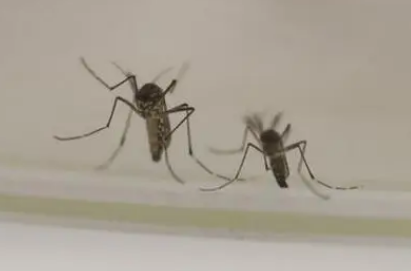 为什么秋蚊子那么厉害
