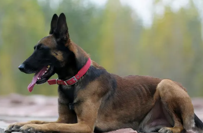 养马犬的几个“好处”，养了就知道了