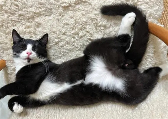 猫掉毛掉硬毛咋办
