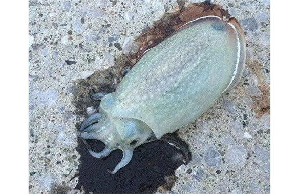 墨鱼喷墨会死吗 墨鱼喷墨会死吗